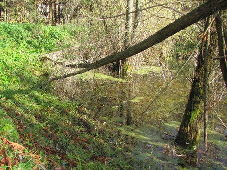 Naturbereiche in den Gärten: Teichrundweg