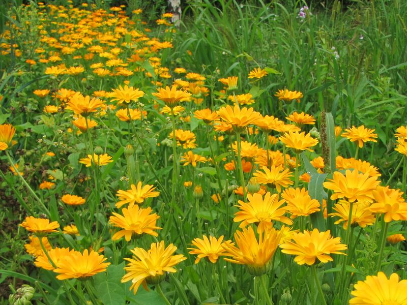 Datei:SG Ringelblumenbeet.jpg