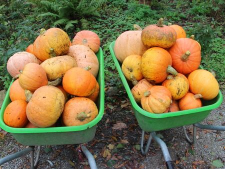 Bio-Kürbisse aus den Steinschaler Gärten für die Küche