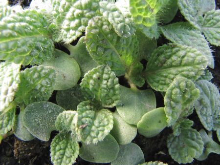 Junger Borretsch - Frühling