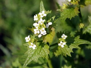 Knoblauchsrauke in Blüte