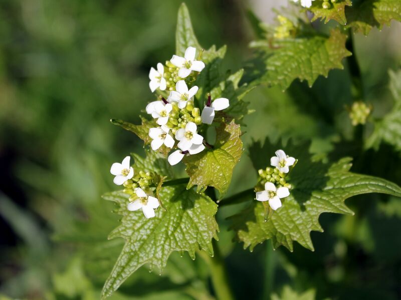 Datei:SG Knoblauchrauke 2.jpg