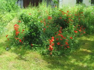 Naturgarten mit Mohnblüten
