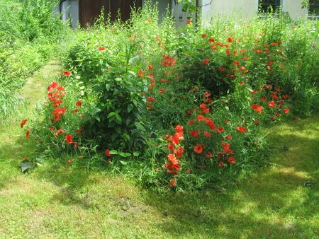 extensive Naturgartenecke