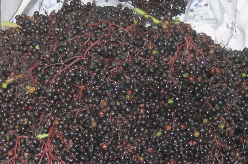 Datei:SG Steinschaler Ernte Hollunder.jpg