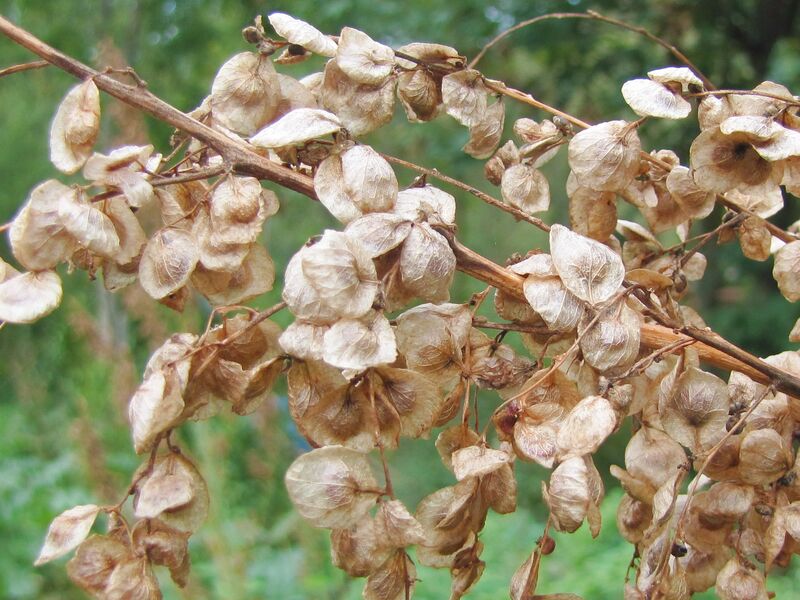 Datei:Sg Samenstand gr Gartenmelde.jpg