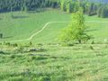 Eisenstein Alm - Almweg vom Orthbauer rauf