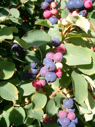 Amelanchier ovalis