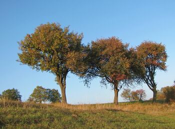 Birnbaumzeiler im Herbst