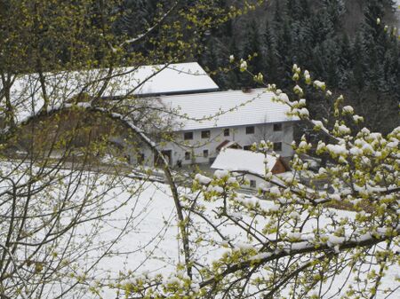 Oachnerhof bei Dirndlblüte