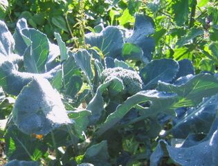 Broccoli aus den Steinschaler Gärten