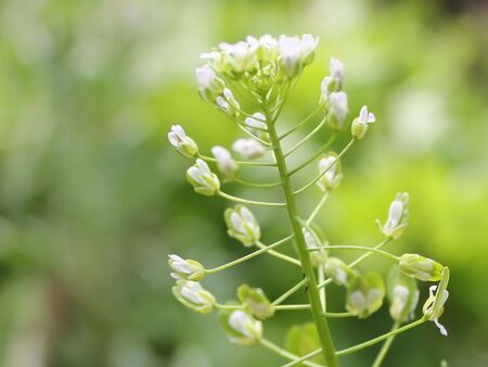 Hirtentäschel in Blüte