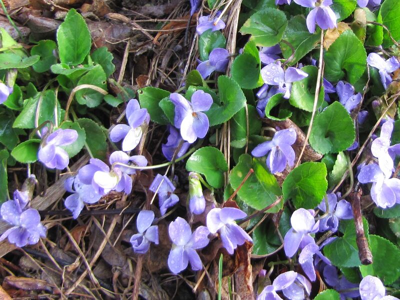 Datei:Veilchen Wiese.jpg