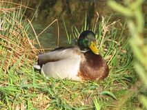 Wildentenrast beim Teich