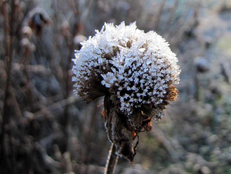 Datei:SG Samen Winter.jpg