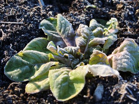 wichtig: Wintersalat für Frühjahrsernte