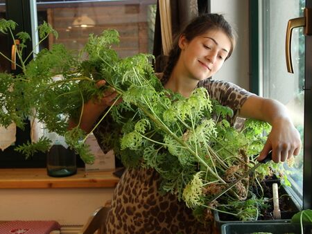 Duftpelagonienernte Johanna