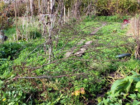 Meldensamenstaude - umgefallene