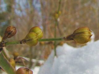 Dirndlknospen im Schnee