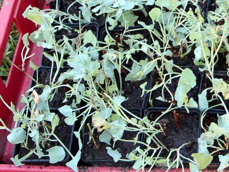 Schidampferstecklinge