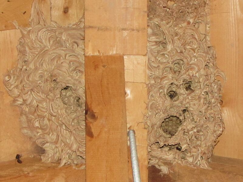 Datei:Leeres Hornissennest.jpg