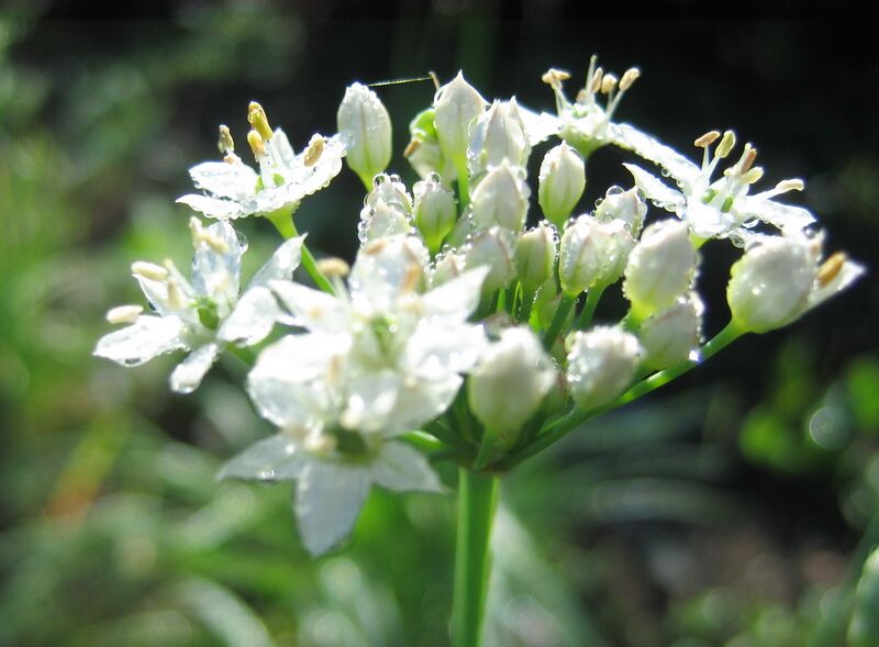 Datei:SG- Knolauchblüte.jpg