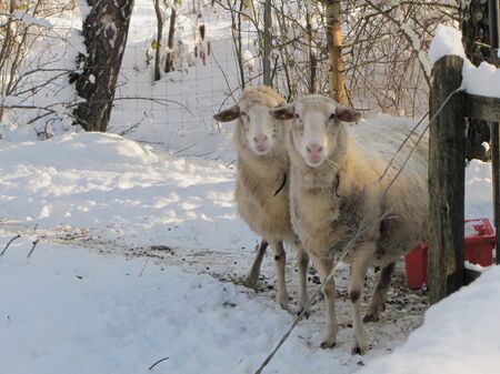 Schafe im Winter