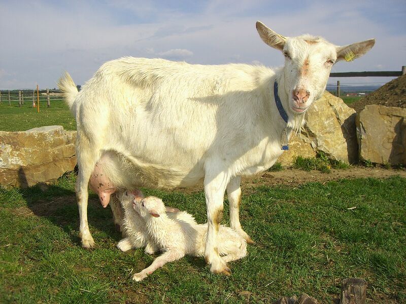 Datei:Ziege m Zicklein.jpg
