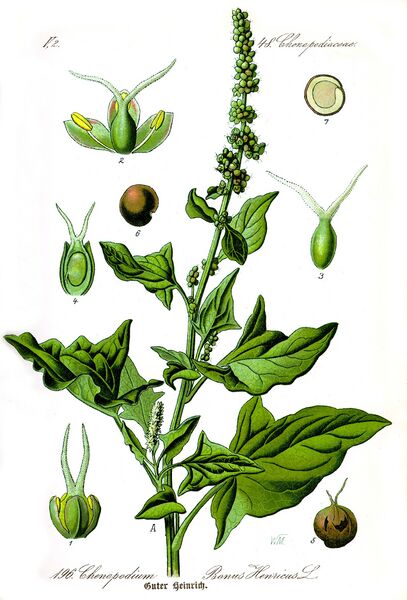 Datei:Chenopodium bonus-henricus-Wikipedia.JPG