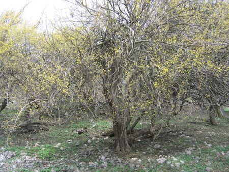 alte Dirndlbäume auf trockenen Standort - Zögernitz
