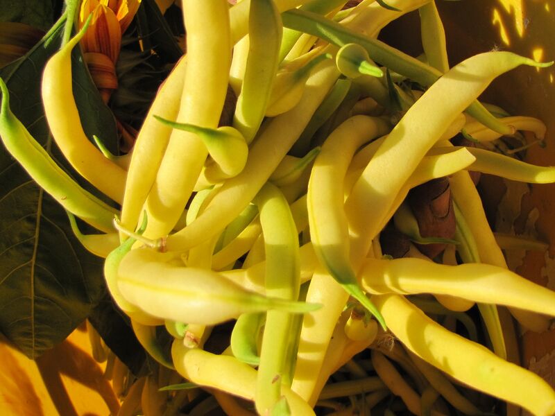 Datei:SG-Fisolenernte 2012.jpg