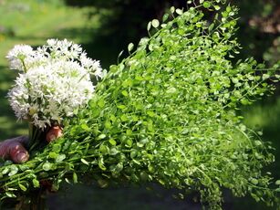 Frühlingsgenuss: Bärlauchblüten und Ackerhellerkraut