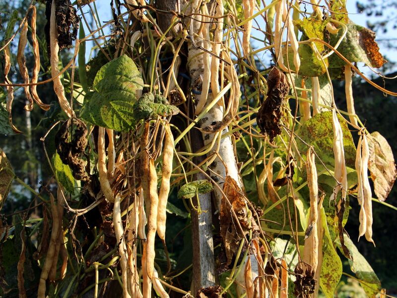 Datei:SG Bohnen hängen.JPG