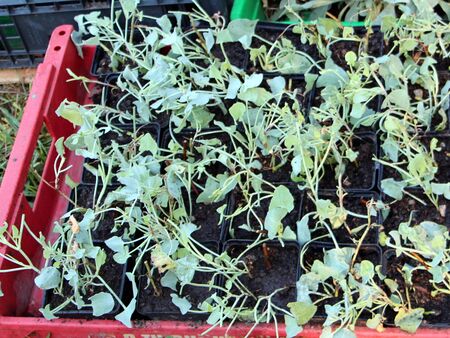 Schildampfer - typische Ötscherpflanze