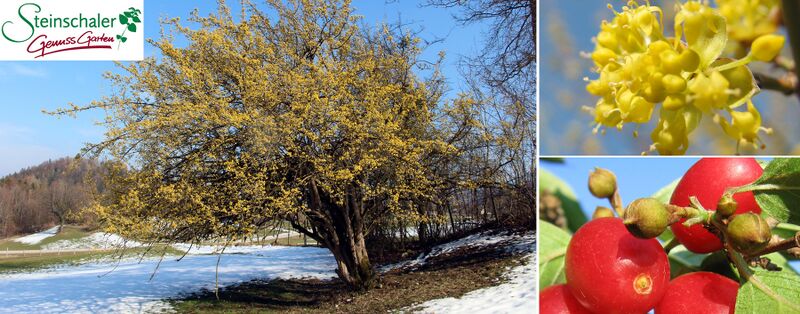Datei:Dirndlblüte Header 1800.jpg