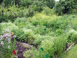 Hohe Biodiversität im Produktionsgarten