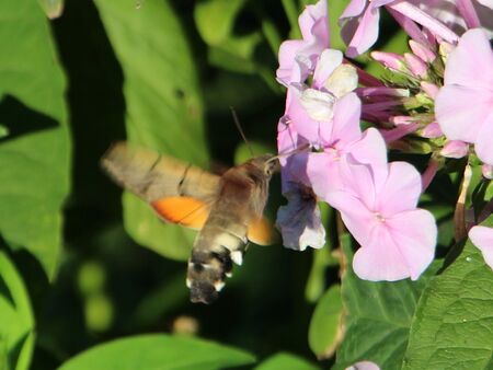 Taubenschwänzchen bei Phloxblüten