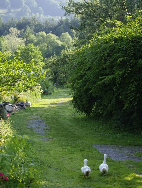 Datei:Morgenstimmung im Garten.jpg