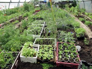 Jungpflanzen im Folientunnel