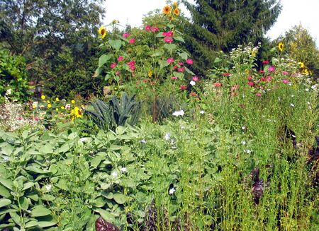 Blühender Naturgarten