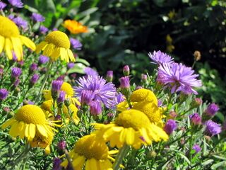 Blüten in Landesfarben: gelb und blau