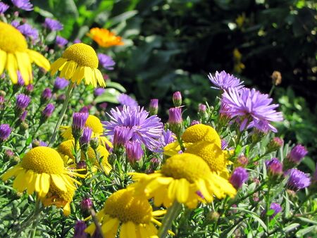 Blüten in Landesfarben: gelb und blau
