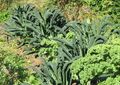 Palmkohl im Garten