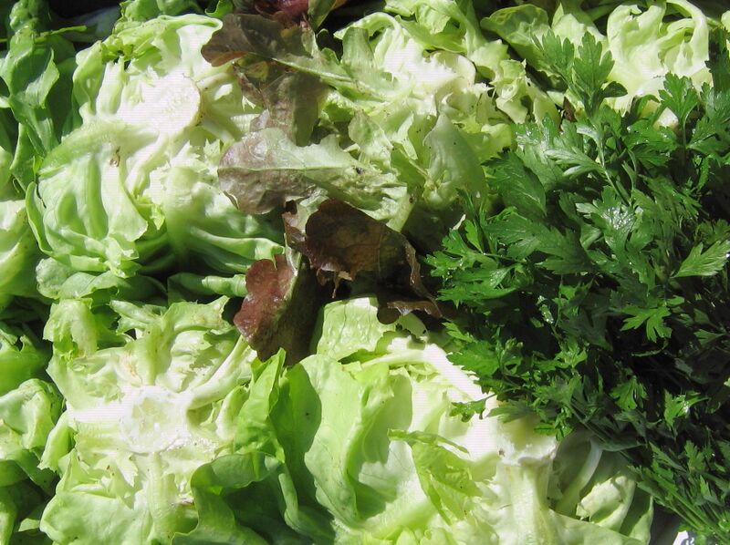 Datei:SG- Kopfsalat-Ernte.jpg