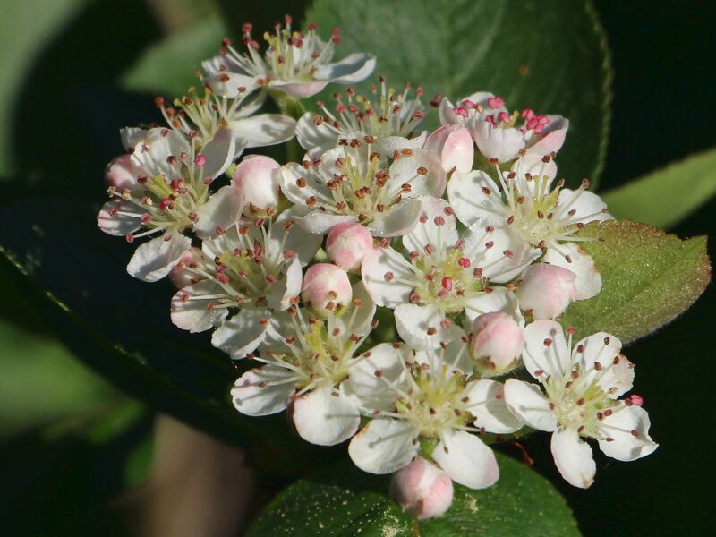 Datei:SG Apfelbeerenblüte.jpg