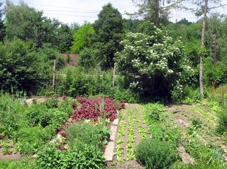 Produktionsgarten im Juni