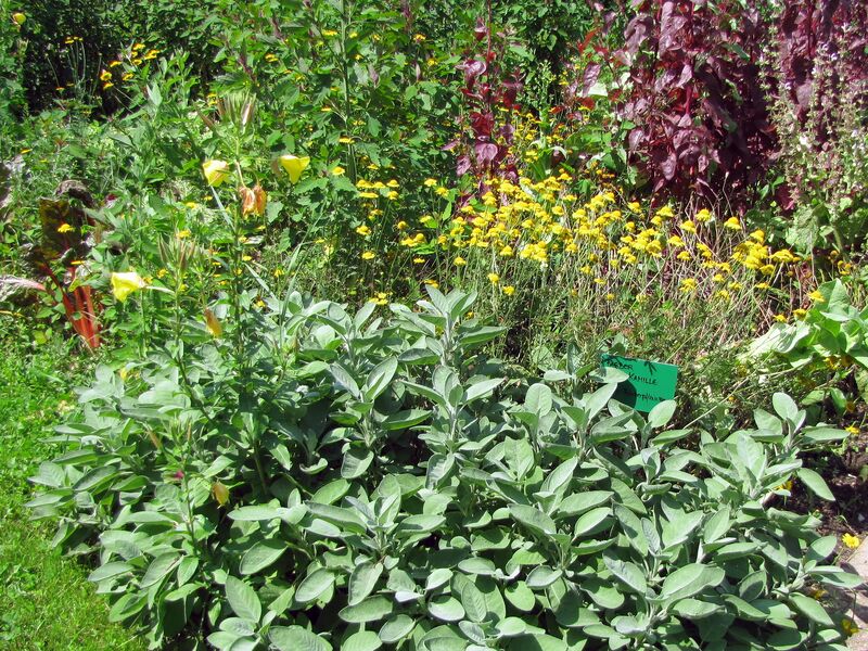 Datei:SG Salbei Färberkamille Rote Melde.jpg