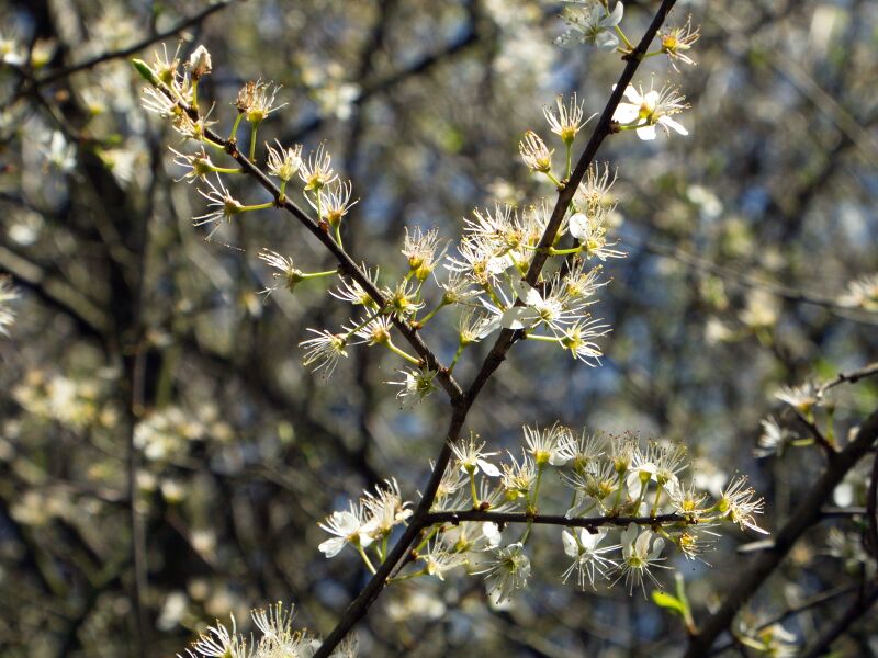 Datei:SG Verblühende Prunus spinosa.jpg