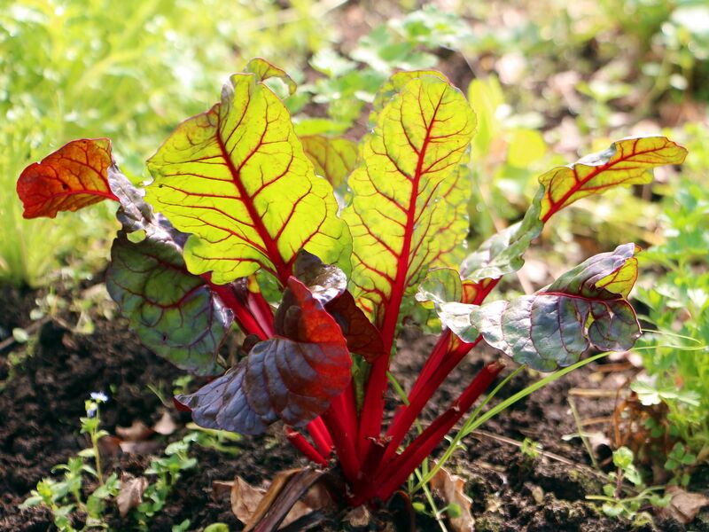 Datei:SG FT2 Roter Mangold.jpg