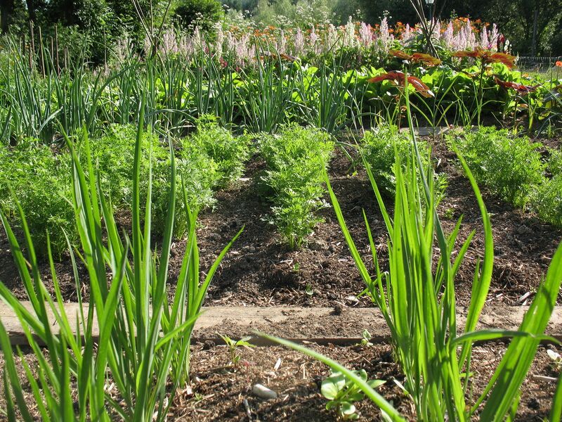 Datei:SG Gemüsegarten 6.jpg